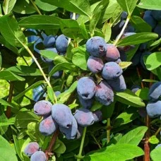 Söödav kuslapuu BLUE TREASURE